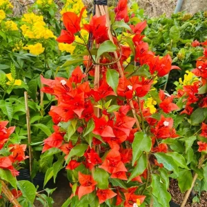 Double Red Bougainvillea Live Plant Starter Set, 2-Pack, 5-8