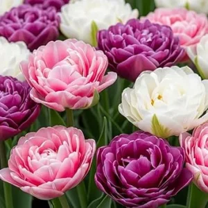 Double Tulip Bulbs Mix - 15 Count for Fall Planting, Full Sun, Vibrant Spring Blooms - Image 6