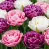 Double Tulip Bulbs Mix - 15 Count for Fall Planting, Full Sun, Vibrant Spring Blooms - Image 1