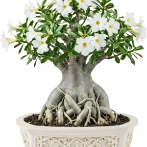 Double Yellow Desert Rose Live Plant - Adenium Obesum - 4-7 Inches Tall - Outdoor Flowering Succulent - Image 2