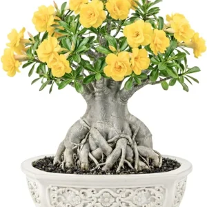Double Yellow Desert Rose Live Plant - Adenium Obesum - 4-7 Inches Tall - Outdoor Flowering Succulent - Image 3