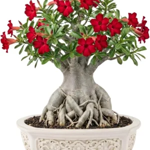 Double Yellow Desert Rose Live Plant - Adenium Obesum - 4-7 Inches Tall - Outdoor Flowering Succulent - Image 1