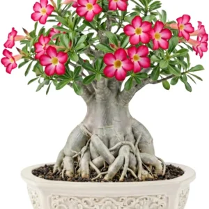 Double Yellow Desert Rose Live Plant - Adenium Obesum - 4-7 Inches Tall - Outdoor Flowering Succulent - Image 4