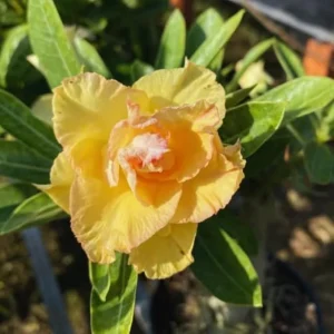 Double Yellow Desert Rose Live Plant - Adenium Succulent, 4-8 Inches Tall - Image 6