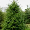 Douglas Fir Live Tree Conifers - Set of 2, 3-6" Tall in 3" Pot, Evergreen - Image 1