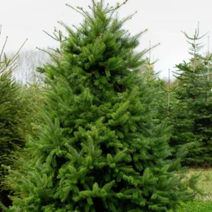 Douglas Fir Live Tree Conifers - Set of 2, 3-6