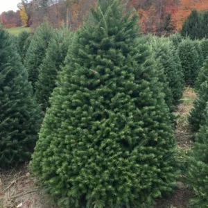 Douglas Fir Live Tree Conifers - Set of 2, 3-6