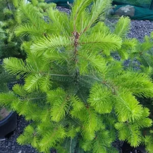Douglas Fir Live Tree Conifers - Set of 2, 3-6