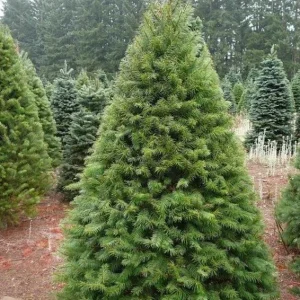 Douglas Fir Live Tree Conifers - Set of 2, 3-6