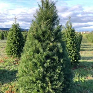 Douglas Fir Live Tree Conifers - Set of 2, 3-6