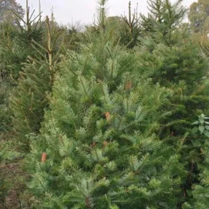 Douglas Fir Live Tree Conifers - Set of 2, 3-6