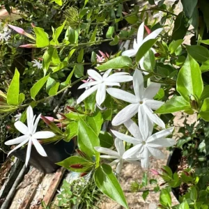 Downy Jasmine Live Plant, Jasminum Multiflorum Bush, White Flowers, 5-8 Inch Tall, Outdoor Shrub - Image 10