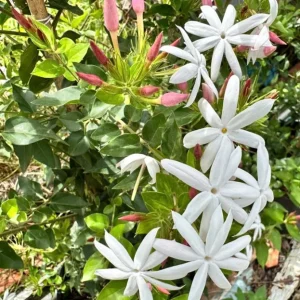 Downy Jasmine Live Plant, Jasminum Multiflorum Bush, White Flowers, 5-8 Inch Tall, Outdoor Shrub - Image 2