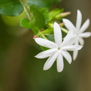 Downy Jasmine Live Plant, Jasminum Multiflorum Bush, White Flowers, 5-8 Inch Tall, Outdoor Shrub - Image 4