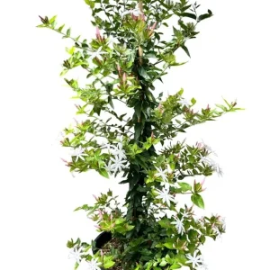 Downy Jasmine Live Plant, Jasminum Multiflorum Bush, White Flowers, 5-8 Inch Tall, Outdoor Shrub - Image 1