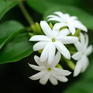 Downy Jasmine Live Plant, Jasminum Multiflorum Bush, White Flowers, 5-8 Inch Tall, Outdoor Shrub - Image 5