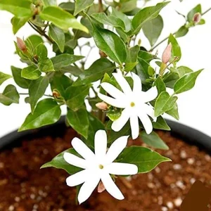 Downy Jasmine Live Plant, Jasminum Multiflorum Bush, White Flowers, 5-8 Inch Tall, Outdoor Shrub - Image 6