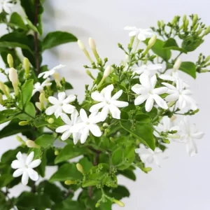 Downy Jasmine Live Plant, Jasminum Multiflorum Bush, White Flowers, 5-8 Inch Tall, Outdoor Shrub - Image 7