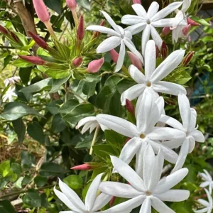 Downy Jasmine Live Plant, Jasminum Multiflorum Bush, White Flowers, 5-8 Inch Tall, Outdoor Shrub - Image 8