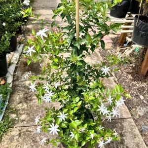 Downy Jasmine Live Plant, Jasminum Multiflorum Bush, White Flowers, 5-8 Inch Tall, Outdoor Shrub - Image 9