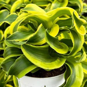 Dracaena Tornado Live Plant – 4 inch Pot – Curly Houseplant – Indoor - Image 2