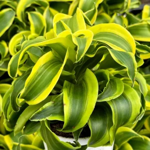 Dracaena Tornado Live Plant – 4 inch Pot – Curly Houseplant – Indoor - Image 3