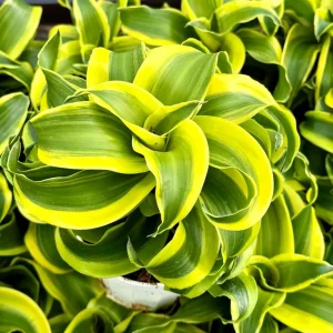 Dracaena Tornado Live Plant – 4 inch Pot – Curly Houseplant – Indoor - Image 4