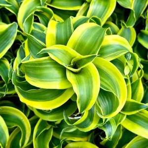 Dracaena Tornado Live Plant – 4 inch Pot – Curly Houseplant – Indoor - Image 1