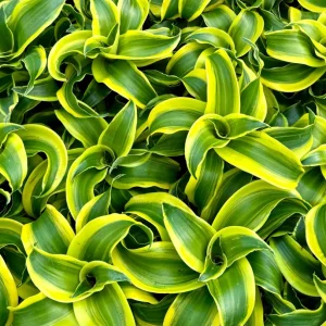 Dracaena Tornado Live Plant – 4 inch Pot – Curly Houseplant – Indoor - Image 5