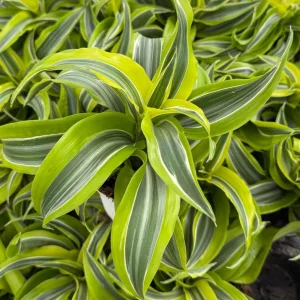 Dracaena Tornado Live Plant – 4 inch Pot – Curly Houseplant – Indoor - Image 6