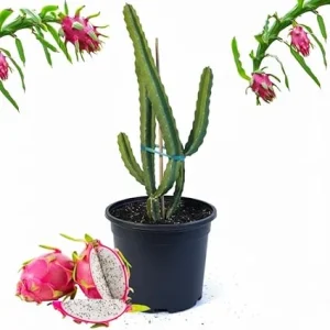 Dragon Fruit Live Plant in 3 Gallon Pot - Tropical Vine Cactus for Outdoor - Image 4