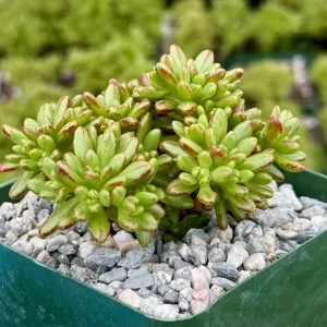 Dwarf Aeonium Sedifolium Live Succulent Plant - Rare & Compact - 4 inch Pot - Image 2
