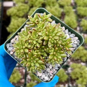 Dwarf Aeonium Sedifolium Live Succulent Plant - Rare & Compact - 4 inch Pot - Image 3