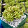 Dwarf Aeonium Sedifolium Live Succulent Plant - Rare & Compact - 4 inch Pot - Image 1