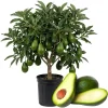 Dwarf Avocado Tree Live Plant – 3 Ft Tall, Fruit-Bearing, 3 Gallon Pot - Image 1