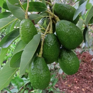 Dwarf Avocado Tree Live Plant – 3 Ft Tall, Fruit-Bearing, 3 Gallon Pot - Image 2