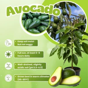 Dwarf Avocado Tree Live Plant – 3 Ft Tall, Fruit-Bearing, 3 Gallon Pot - Image 3
