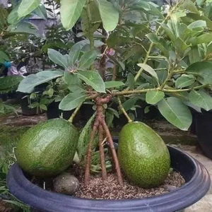 Dwarf Avocado Tree Live Plant – 3 Ft Tall, Fruit-Bearing, 3 Gallon Pot - Image 6