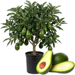 Dwarf Avocado Tree Live Plant - 3 Ft Tall, Fruit-Bearing in 3 Gallon Pot - Image 7