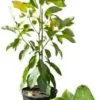 Dwarf Avocado Tree Live Plant – Sweet Fruit – 3 Gallon Pot – Outdoor – Zones 9-11 - Image 1