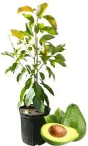 Dwarf Avocado Tree Live Plant – Sweet Fruit – 3 Gallon Pot – Outdoor – Zones 9-11 - Image 1