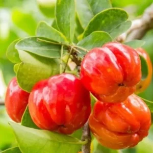 Dwarf Barbados Cherry Tree Live Plant – Sweet Fruit Bearing – Fast-Growing – 4-8