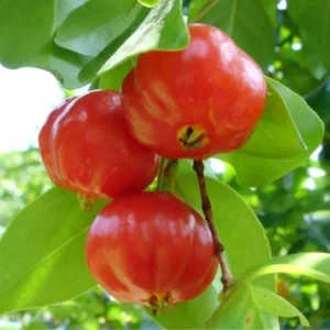 Dwarf Barbados Cherry Tree Live Plant – Sweet Fruit Bearing – Fast-Growing – 4-8