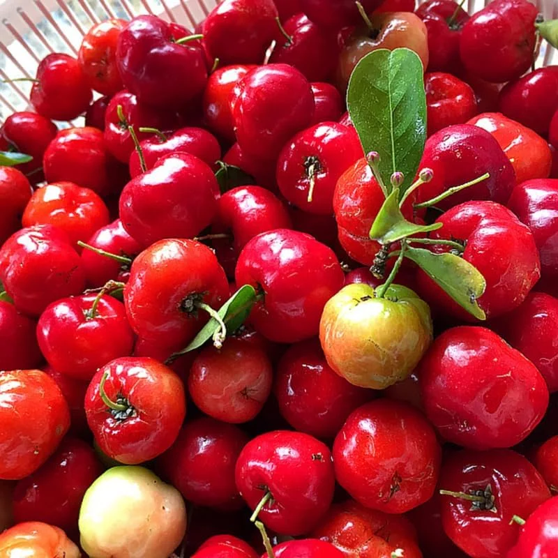 Dwarf Barbados Cherry Tree Live Plant – Sweet Fruit Bearing – Fast-Growing – 4-8" Tall - Image 6