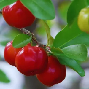 Dwarf Barbados Cherry Tree Live Plant – Sweet Fruit Bearing – Fast-Growing – 4-8