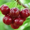 Dwarf Barbados Cherry Tree Live Plant – Sweet Fruit Bearing – Fast-Growing – 4-8" Tall - Image 1
