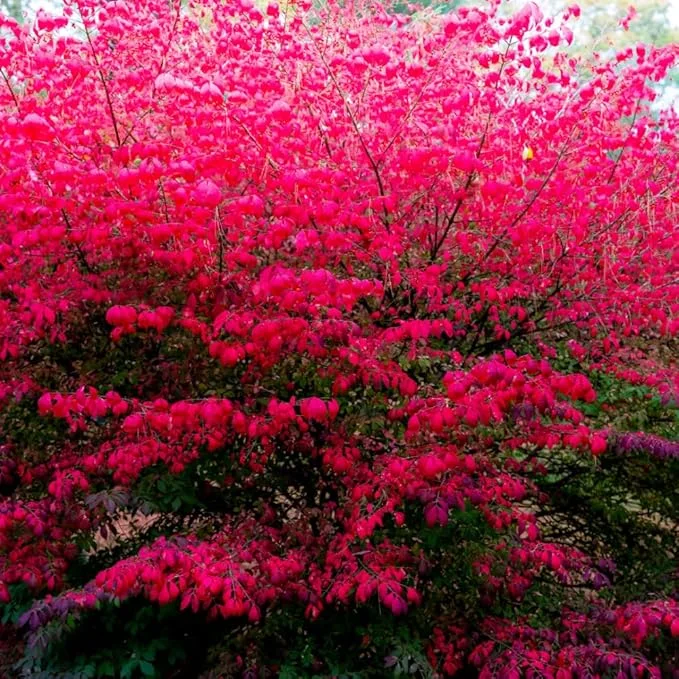Dwarf Burning Bush Bare Root Plants 4-8" Tall - 10 Pack Hardy Shrub Outdoor - Image 3