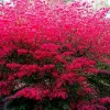 Dwarf Burning Bush Bare Root Plants 4-8" Tall - 10 Pack Hardy Shrub Outdoor - Image 1