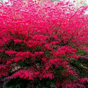 Dwarf Burning Bush Bare Root Plants 4-8