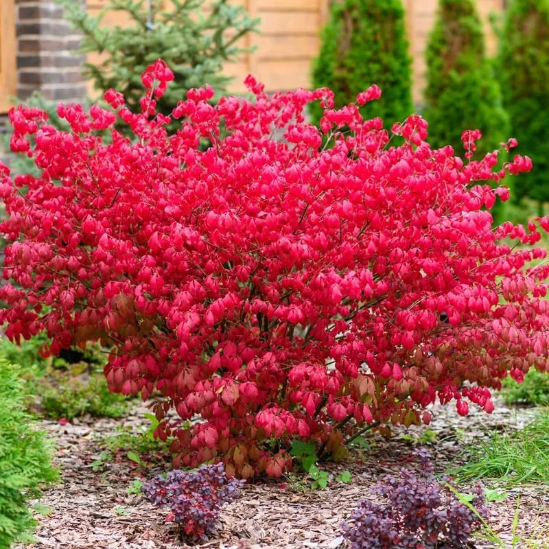 Dwarf Burning Bush Bare Root Plants - 5-Pack, 4-9" Tall, Cold Hardy Shrub - Image 2